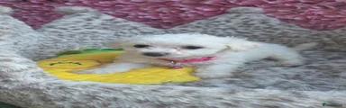 Bichon Frise 5