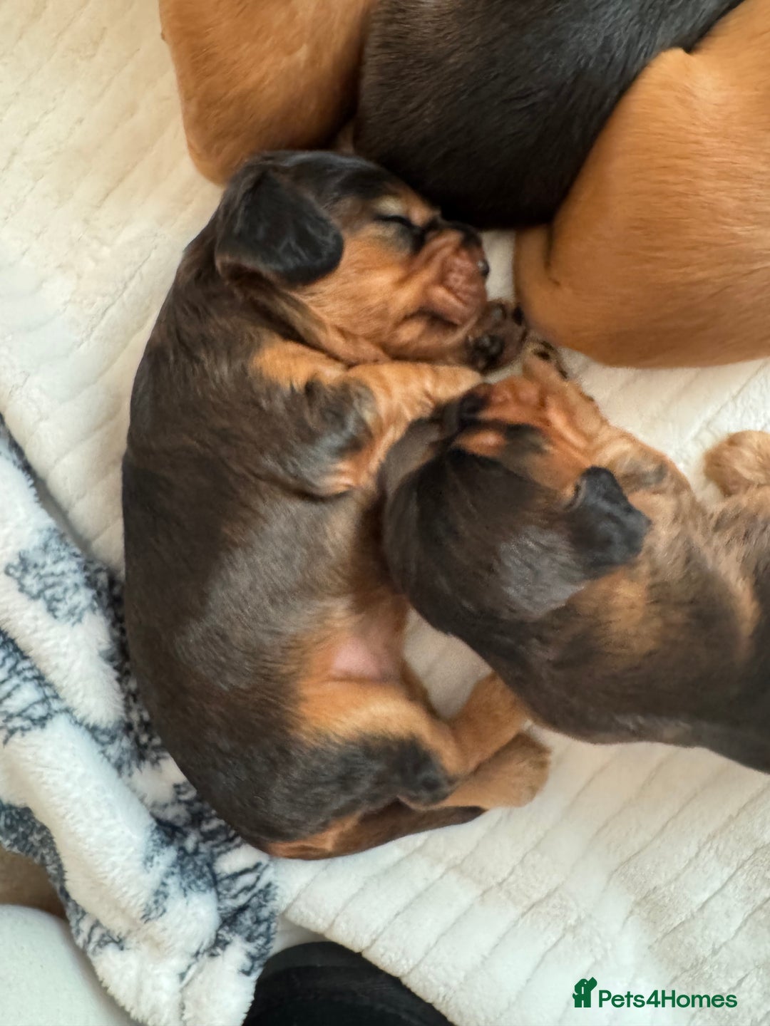 Cocker Spaniel dogs for sale: Show cocker spaniels  - Image 34