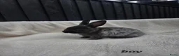 Mixed Breed rabbits for sale: Stunning rabbits ready for their new forever homes - Advert 5