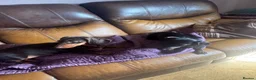Miniature Dachshund dogs for sale: 1 year old Mini daschund - Bonnie  - Advert 4