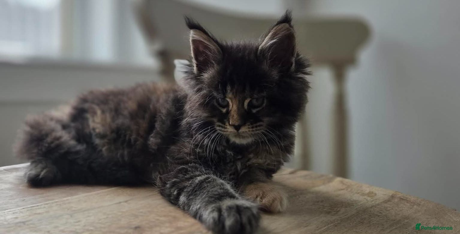 Maine Coon cats TICA REGISTERED MAINE COONS - Advert 1