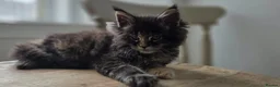 Maine Coon cats for sale: TICA REGISTERED MAINE COONS - Advert 1