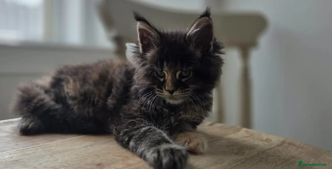 Maine Coon cats for sale: TICA REGISTERED MAINE COONS - Advert 1