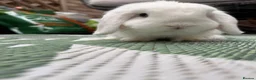 Mini Lop rabbits for sale: 🐰❤️ BEAUTIFUL 9-MONTH-OLD MINI LOP in Hereford - Advert 7