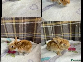 Mini Lop rabbits Mini lops for sale - Advert 9