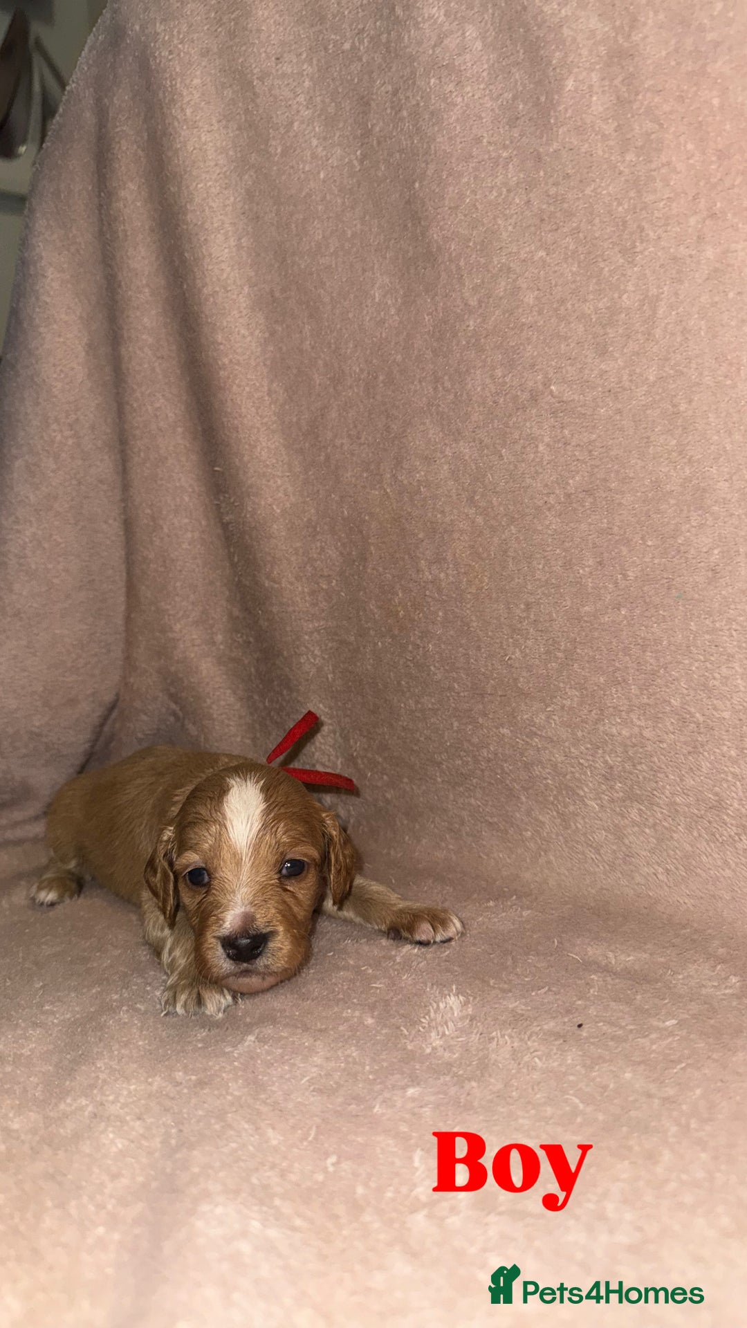 Cockapoo dogs for sale: Cockapoo Puppies  - Advert 12