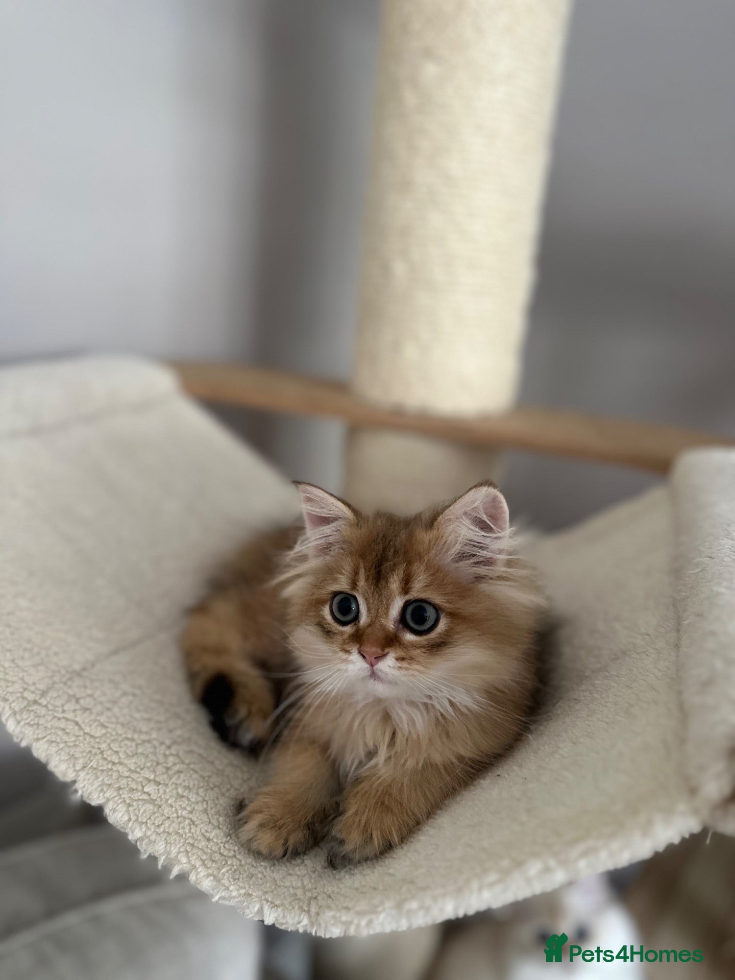 British Longhair cats 10 weeks old golden boy  - Advert 2