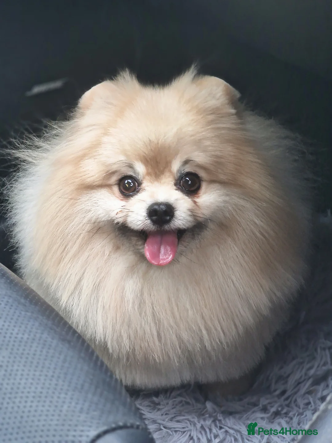 Pomeranian dogs for stud: Rocket Pomeranian stud  in Romford - Advert 35