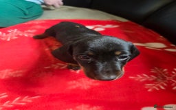 Miniature Dachshund dogs for sale: Dachshund puppies  - Image 4