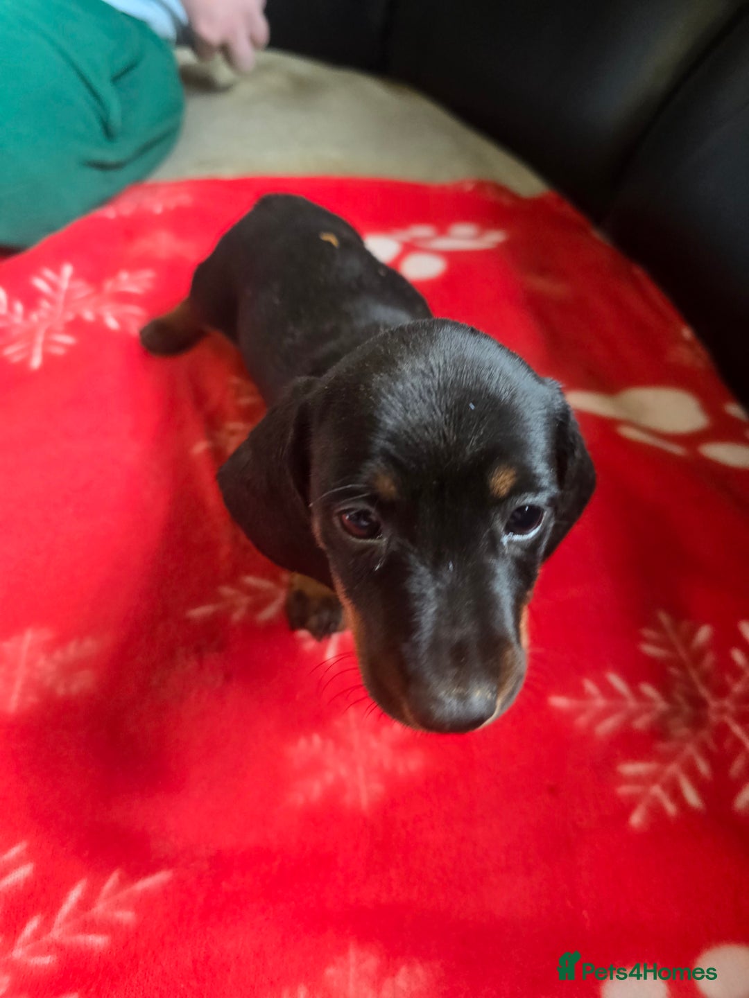 Miniature Dachshund dogs for sale: Dachshund puppies  - Image 4