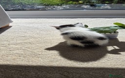 Mixed Breed cats for sale: Adorable Black & White Kittens - Image 18