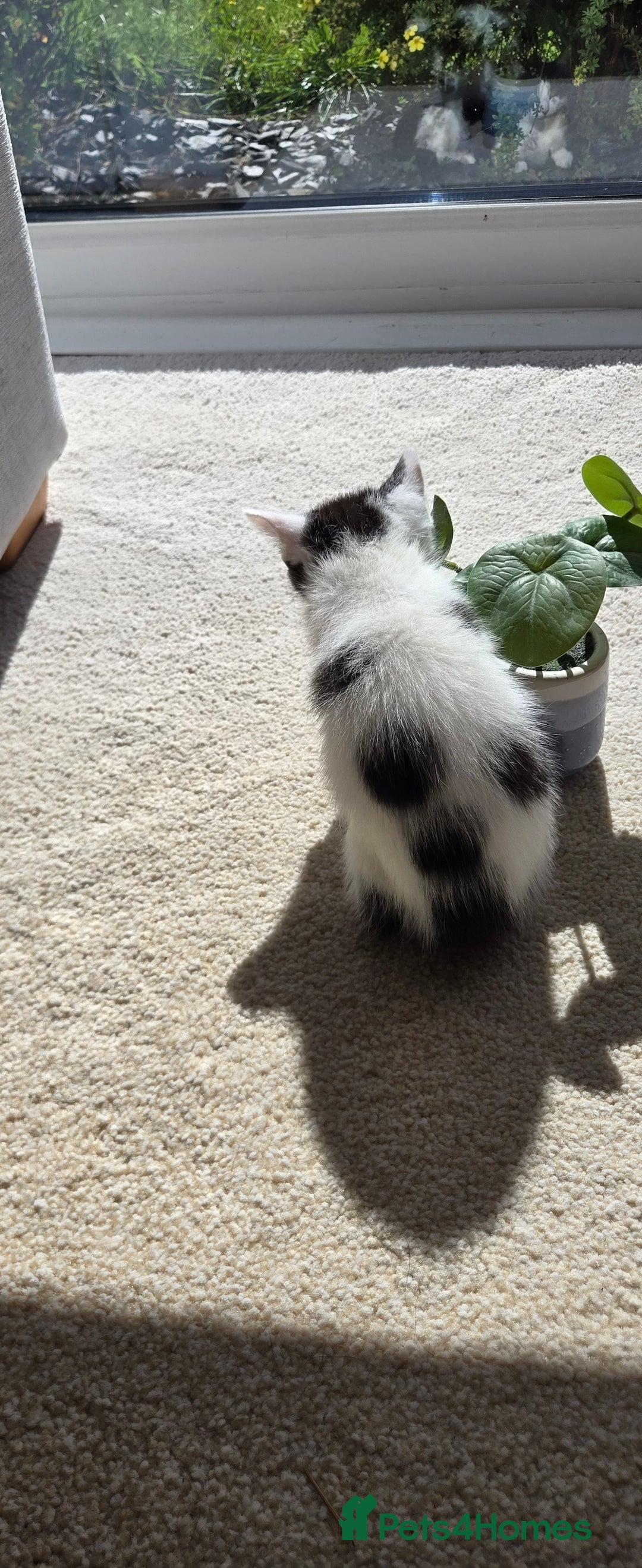 Mixed Breed cats for sale: Adorable Black & White Kittens - Image 18