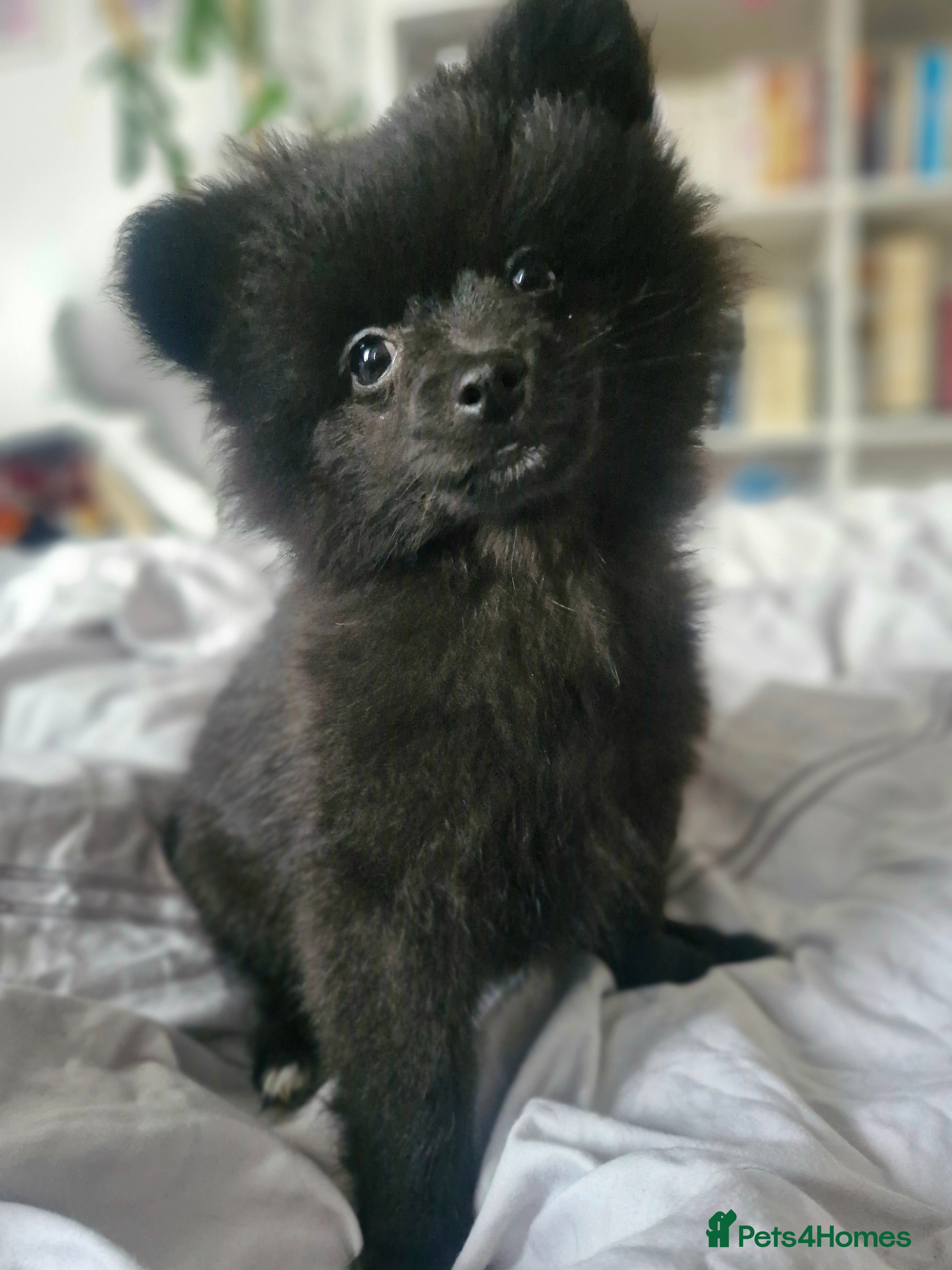 Pomapoo dogs Alice – Sweet Pomapoo Girl Looking for Home - Advert 1