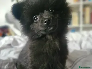 Pomapoo dogs Alice – Sweet Pomapoo Girl Looking for Home - Advert 1