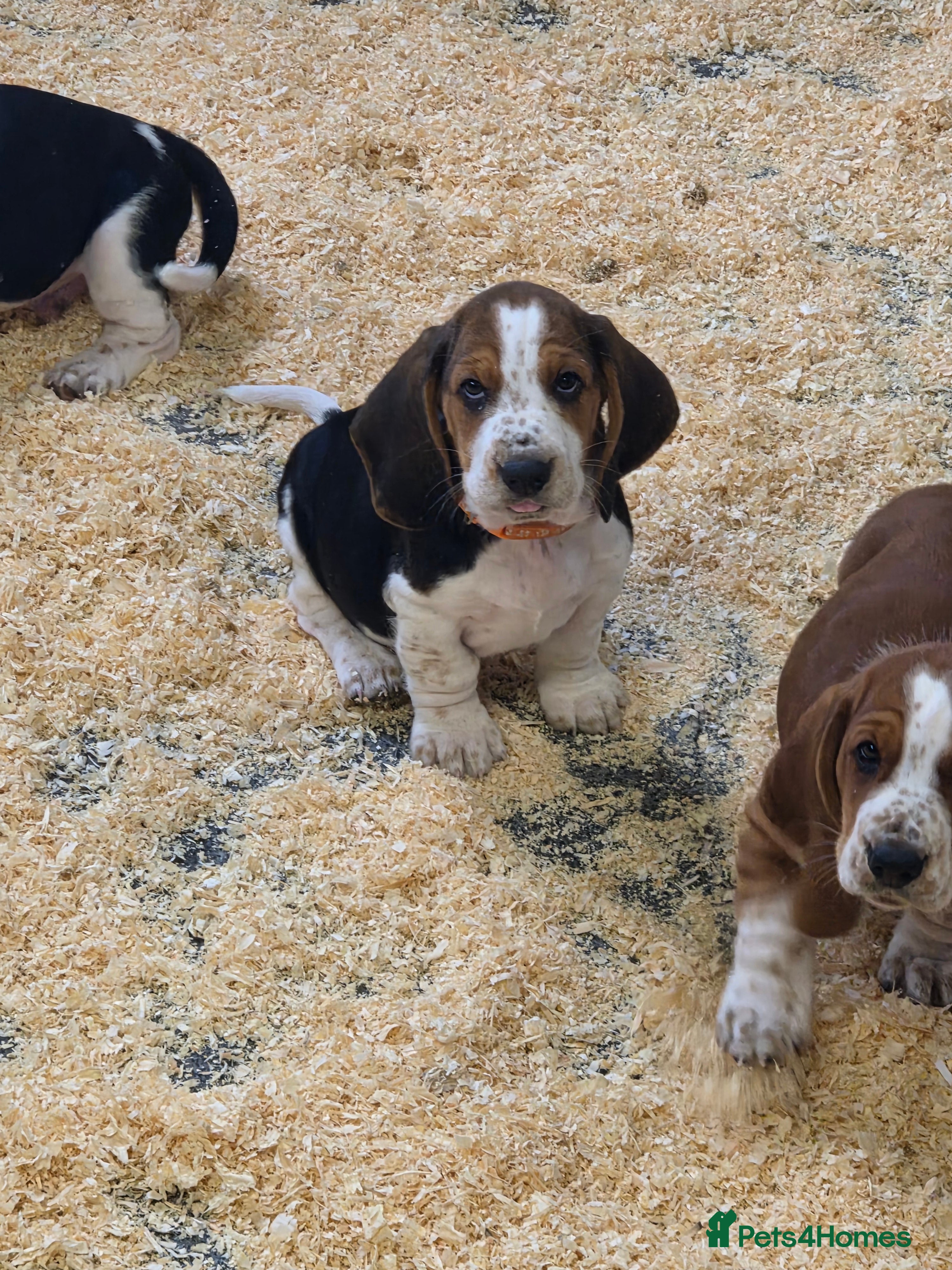 Basset Hound dogs KC BASSET HOUND PUPPIES FROM HEALTH TESTED PARENTS - Advert 2