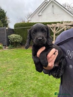 Cocker Spaniel dogs 1 Adorable working cocker spaniel pup boy 🐶 - Advert 3
