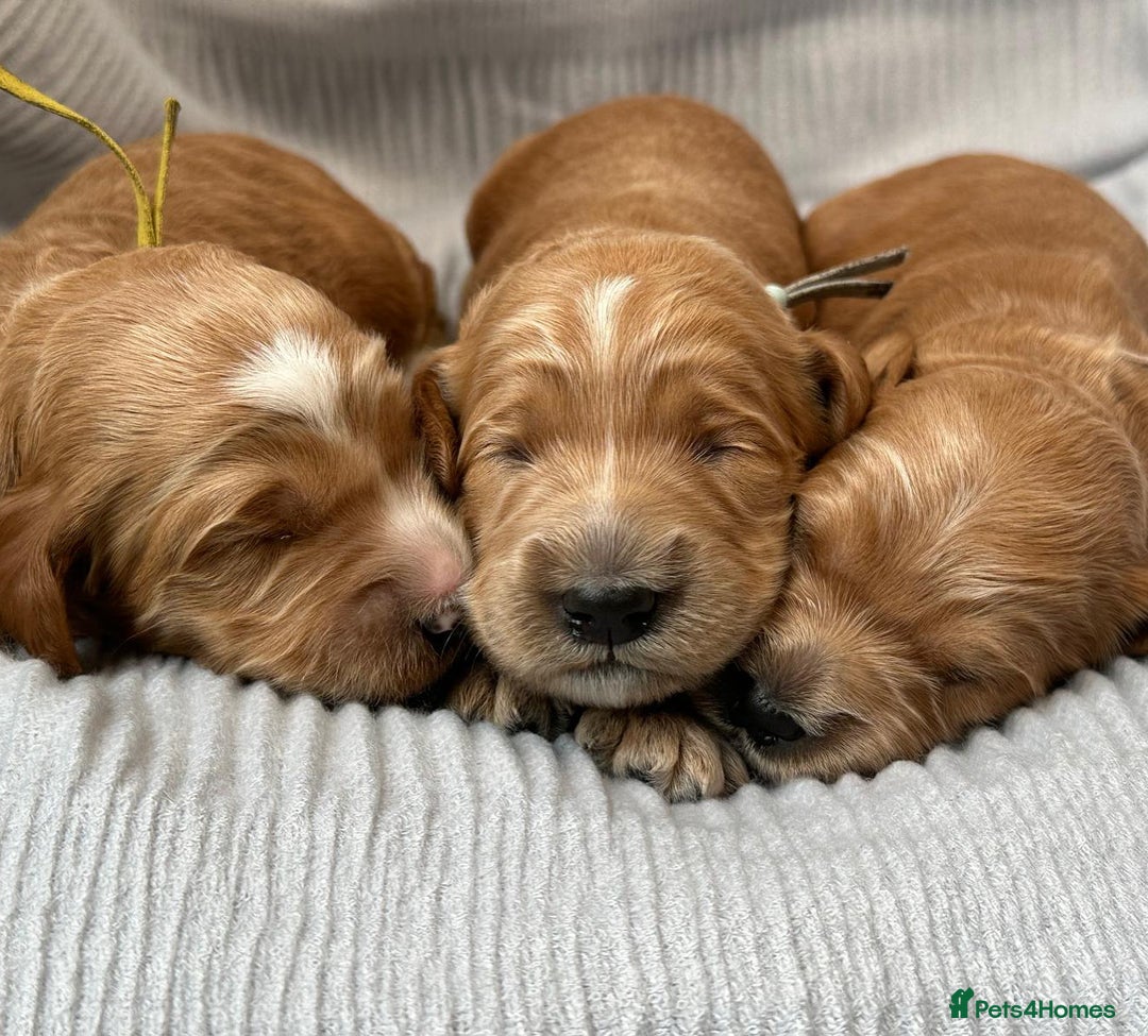 Goldendoodle dogs for sale: Australian Labradoodle RED&White TUX -Waiting list - Image 8