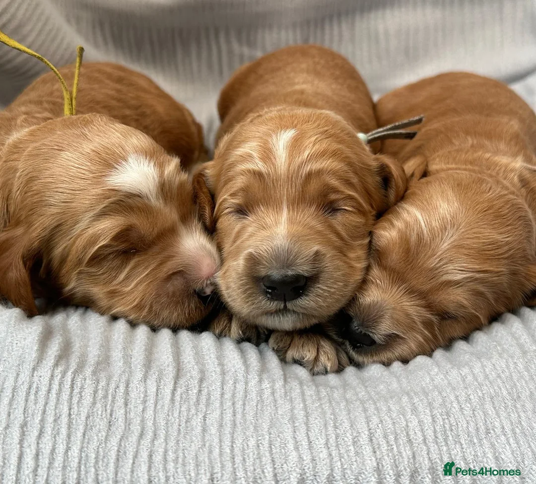 Goldendoodle dogs for sale: WAITING LIST- Australian Labradoodle RED&White TUX - Advert 12