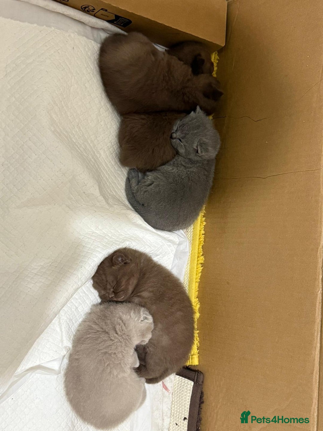 British Shorthair cats for sale: Pure British short hair kittens  - Image 11
