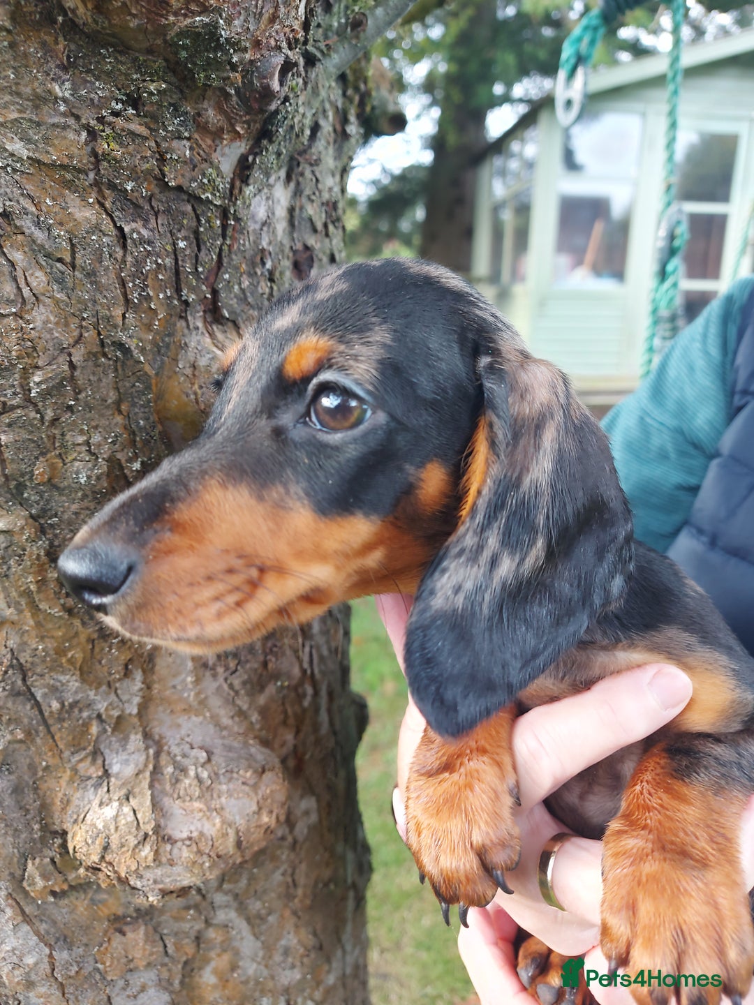 Miniature Dachshund dogs for sale: Beautiful litter of 6 true to type miniature pups. - Image 29