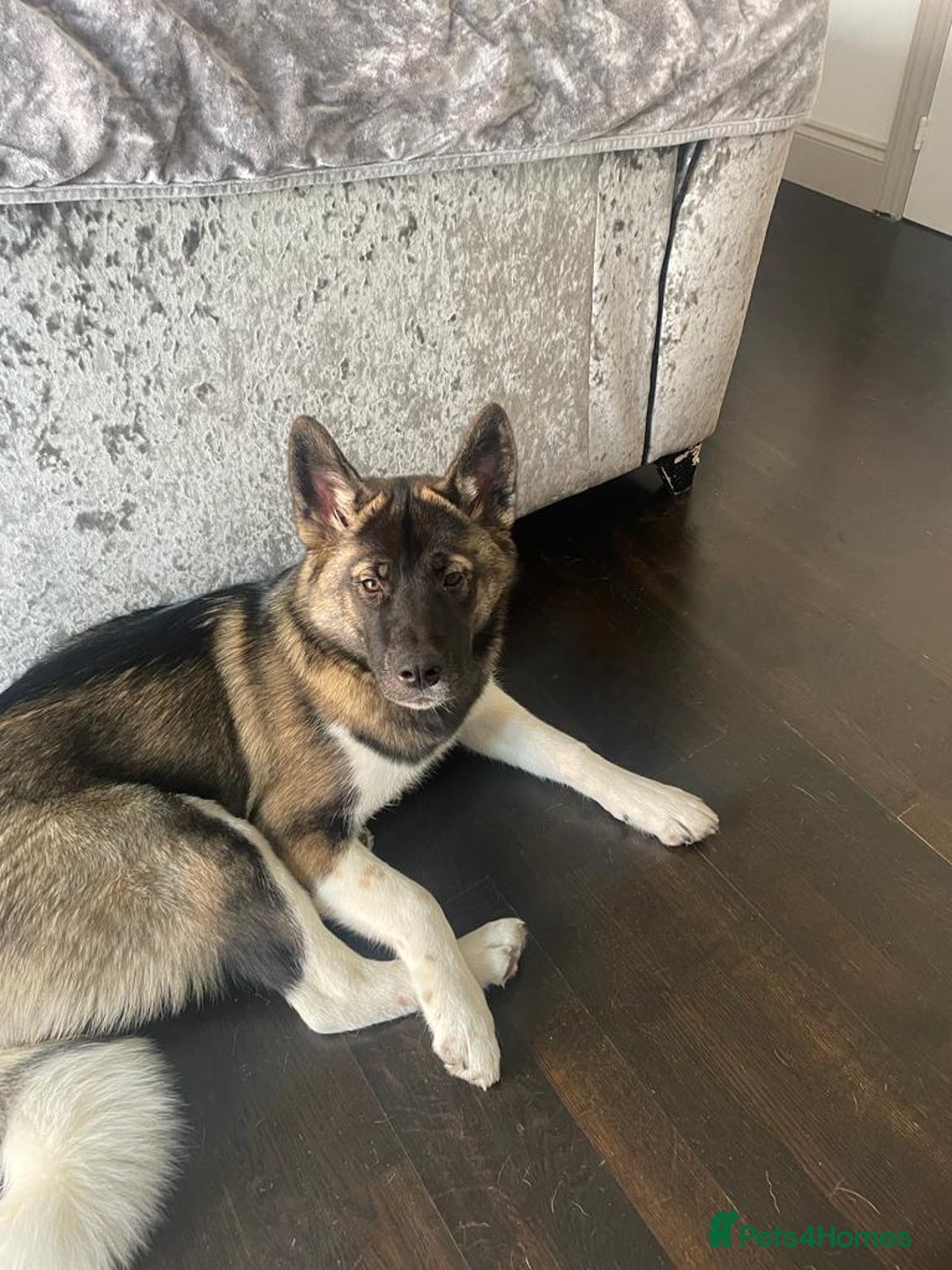 Huskita dogs for sale: Sacha  - Advert 8