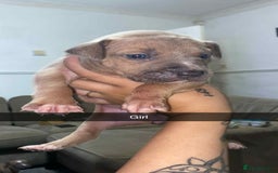 Staffordshire Bull Terrier dogs for sale: Staffy pups carry blue  - Advert 3