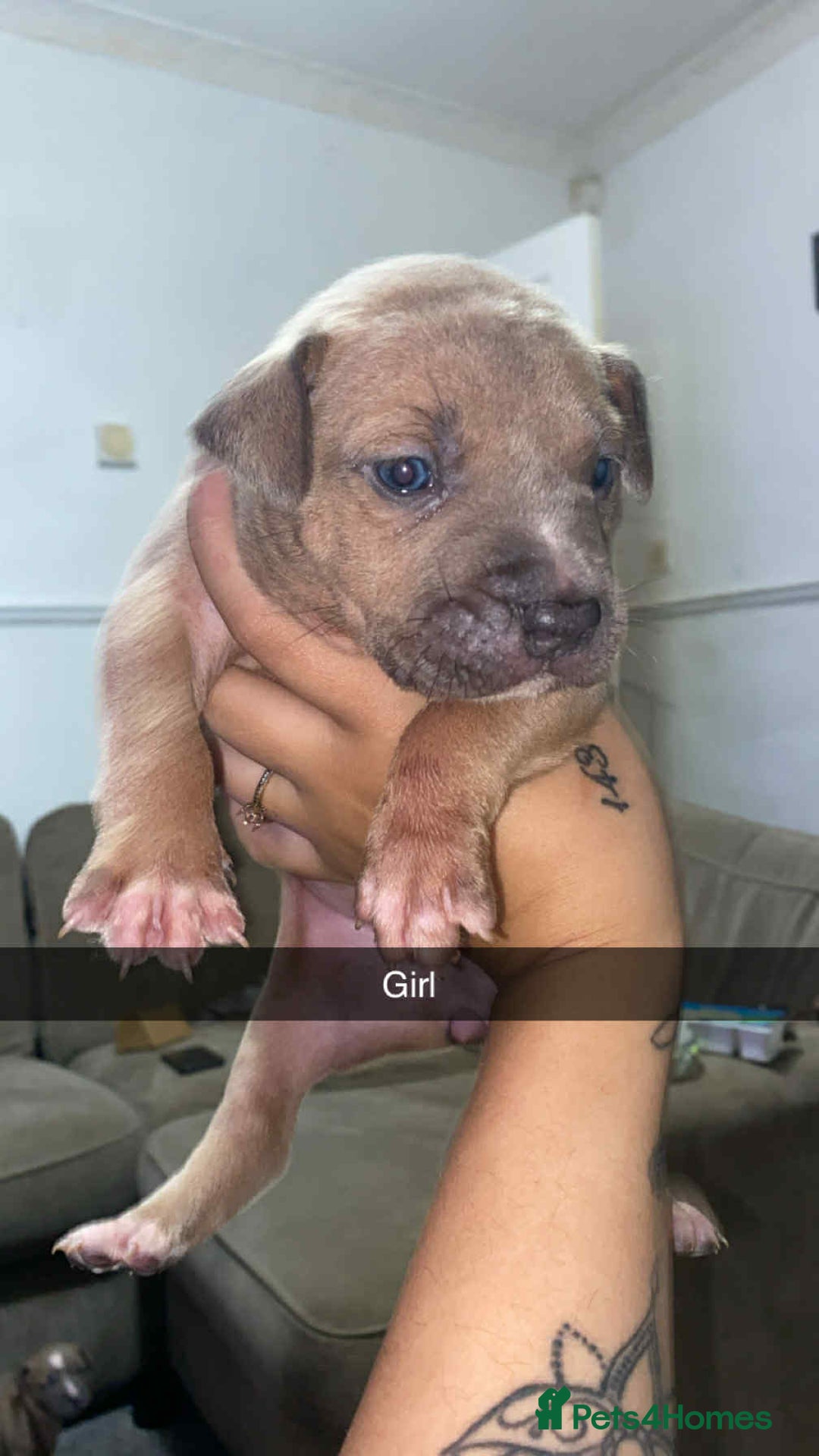 Staffordshire Bull Terrier dogs for sale: Staffy pups carry blue  - Advert 3