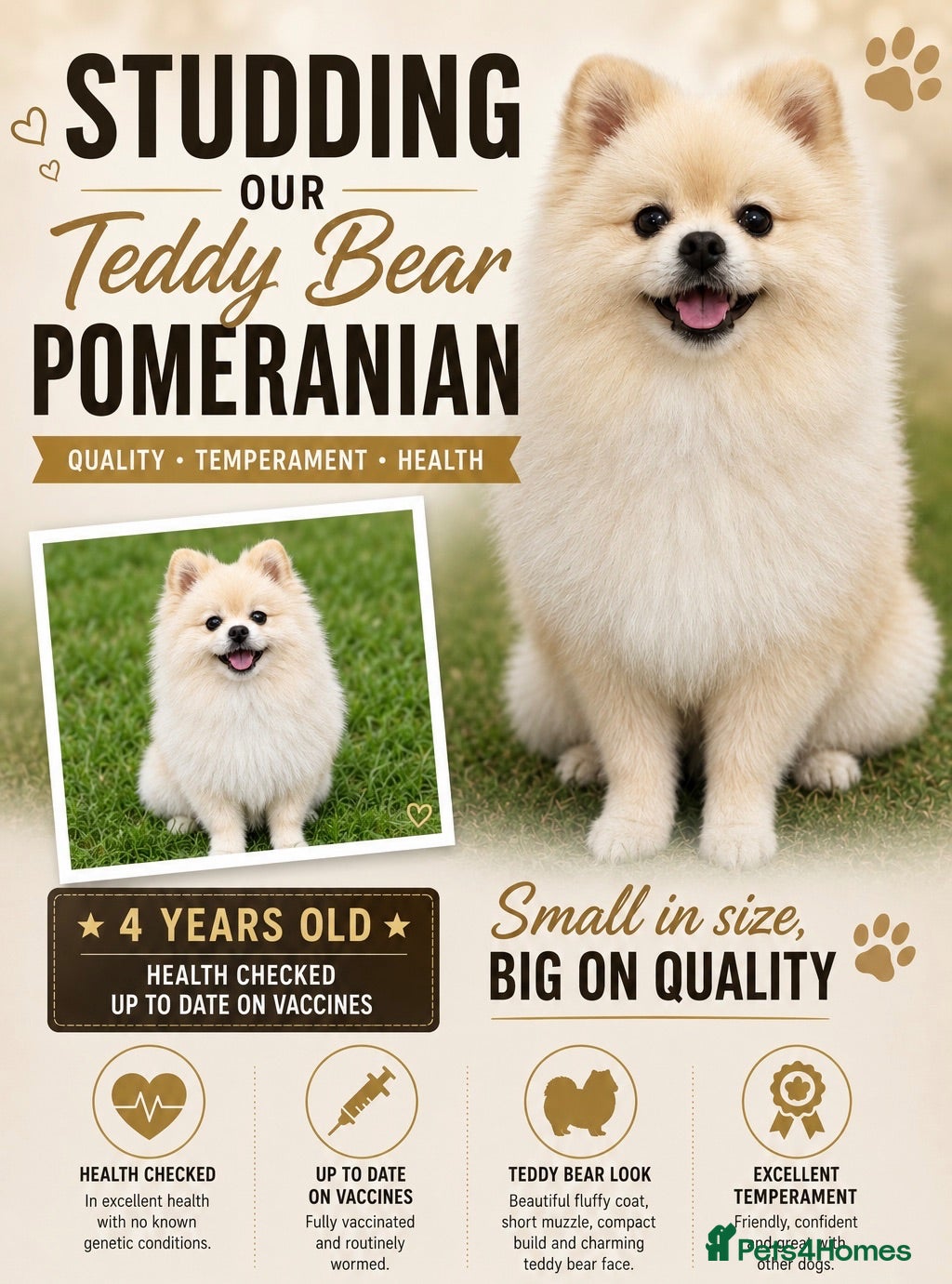 Pomeranian dogs 🐻  Teddy Bear Pomeranian for Stud 🐻 - Advert 5