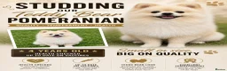 Pomeranian dogs for stud: 🐻  Teddy Bear Pomeranian for Stud 🐻 - Advert 1