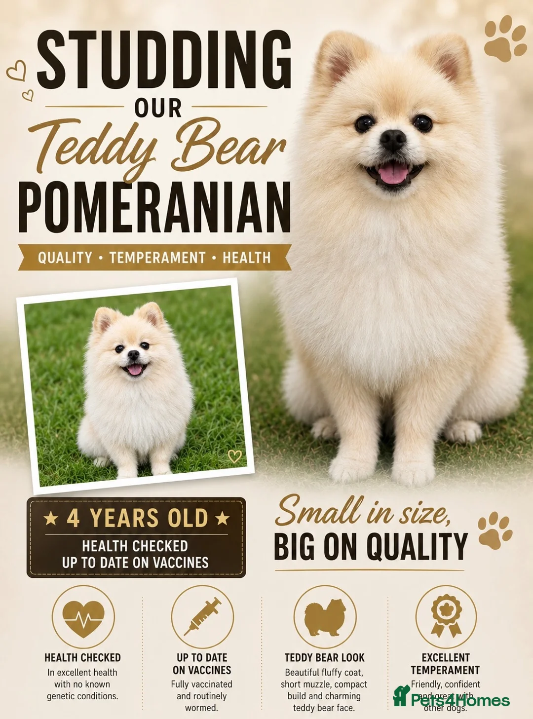 Pomeranian dogs for stud: 🐻  Teddy Bear Pomeranian for Stud 🐻 - Advert 1
