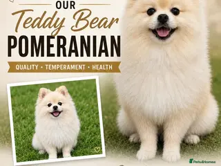 Pomeranian dogs 🐻 Teddy Bear Pomeranian for Stud 🐻 - Advert 2
