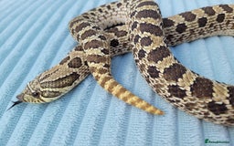 Snake reptiles for sale: Western hognose snakes available  - Image 11