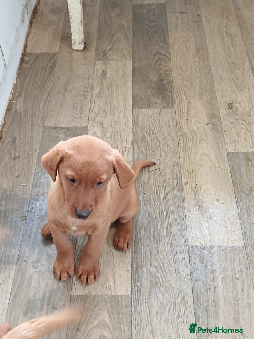 Labrador Retriever dogs for sale: LABRADOR PUPPIES - FOX RED - Advert 31