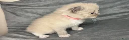 Ragdoll cats for sale: Beautiful mink ragdoll kittens  - Advert 29