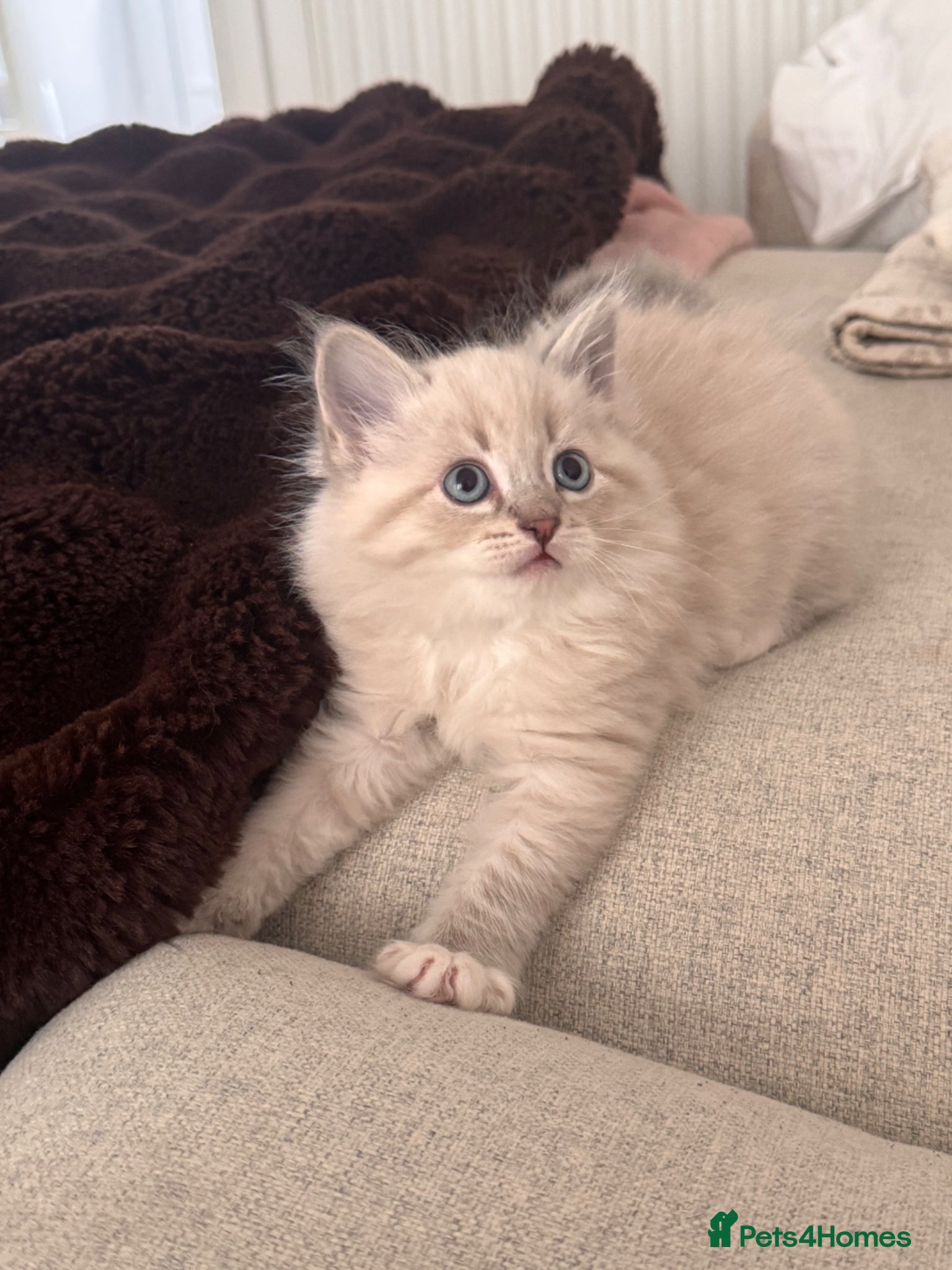 Siberian cats for sale: 🐾 Adorable Siberian Kittens  - Advert 3