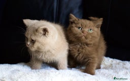 Brazilian Shorthair cats for sale: Beautiful bsh kittens, looking for new homes.  - Image 1