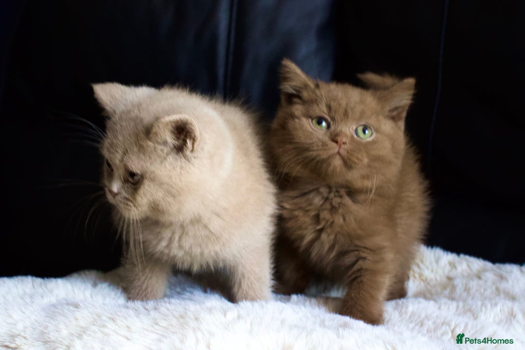 Brazilian Shorthair cats for sale: Beautiful bsh kittens, looking for new homes.  - Image 1
