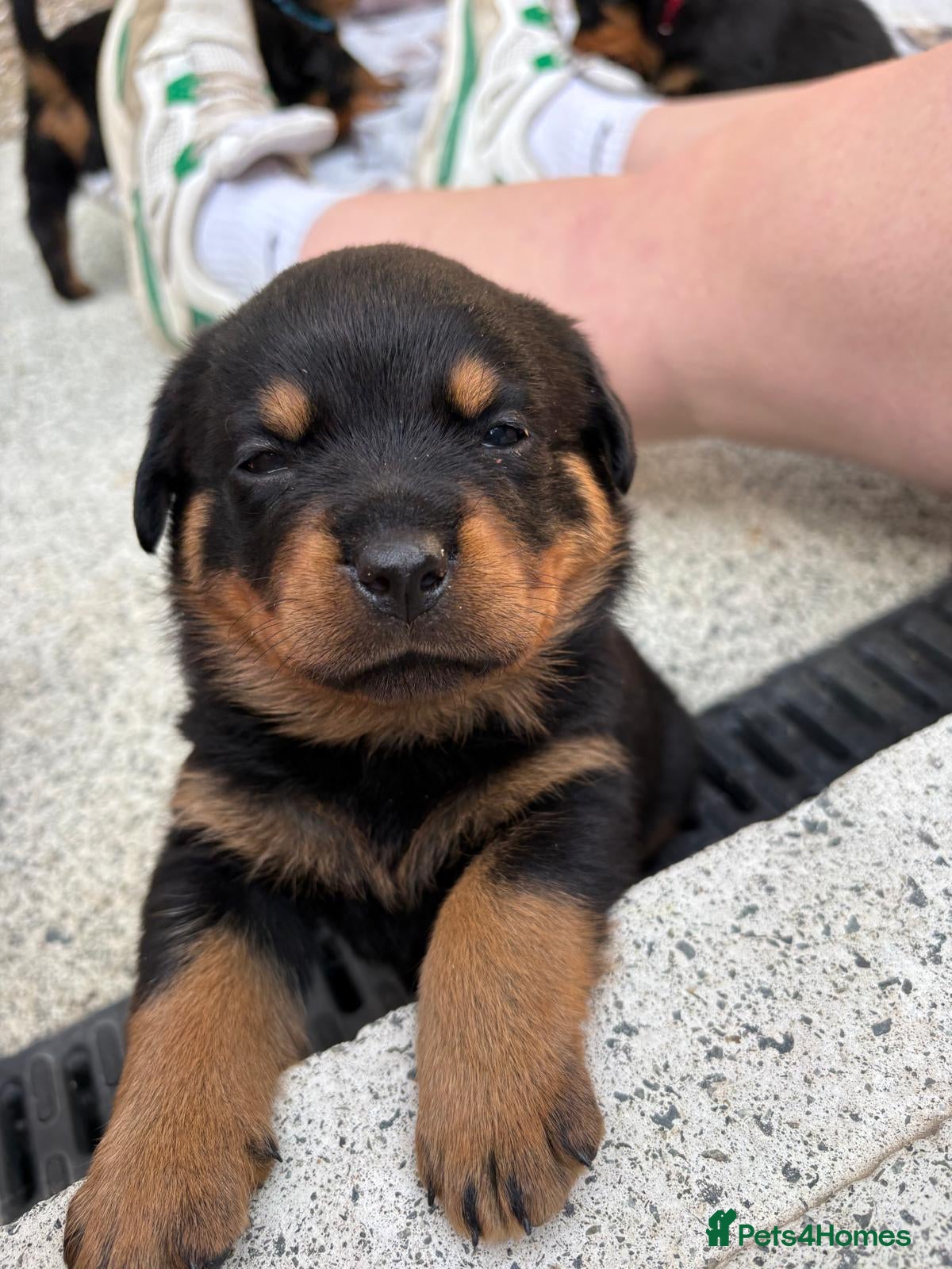 Rottweiler dogs Rottweiler puppies  - Advert 2