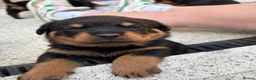 Rottweiler dogs for sale: Rottweiler puppies  - Advert 8