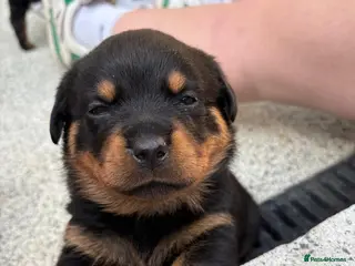 Rottweiler dogs Rottweiler puppies - Advert 2
