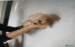 Cockapoo dogs for sale: My small cockpapoo - Image 10