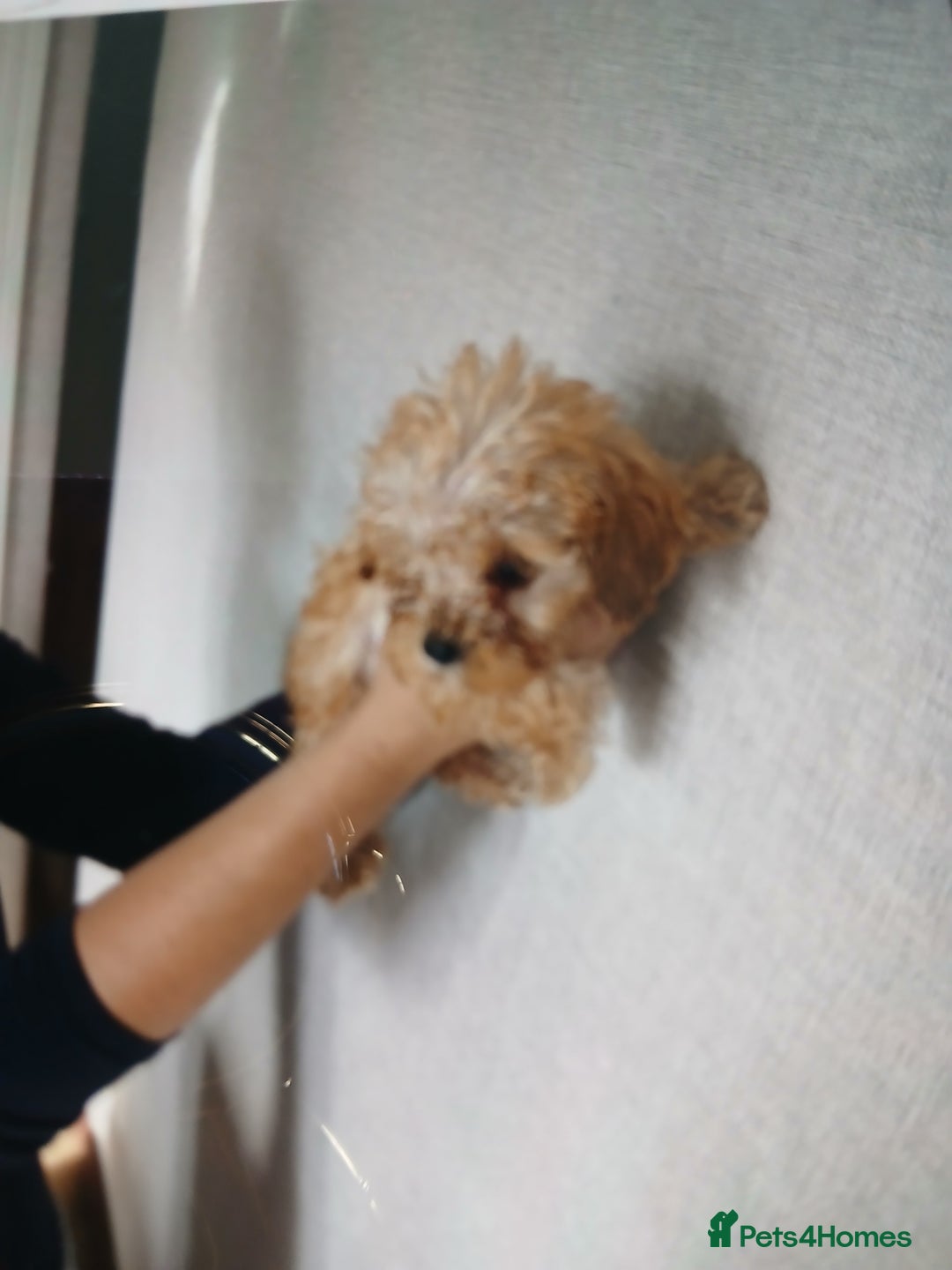 Cockapoo dogs for sale: My small cockpapoo - Image 10