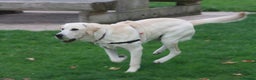 Labrador Retriever dogs for stud: "DUKE", our magnificent and well proven stud dog. in West Bromwich - Advert 5