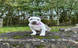 American Bulldog dogs for adoption: Beautiful Barney - Advert 2