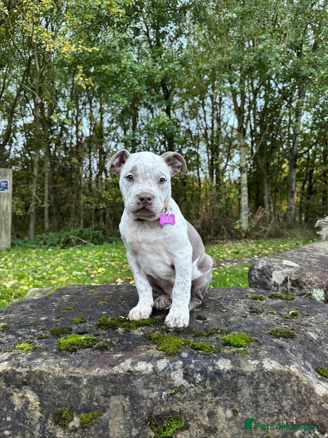 American Bulldog dogs for adoption: Beautiful Barney - Advert 2