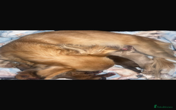 Chihuahua dogs for sale: Kc Reg Long Coat Puppies  - Image 2