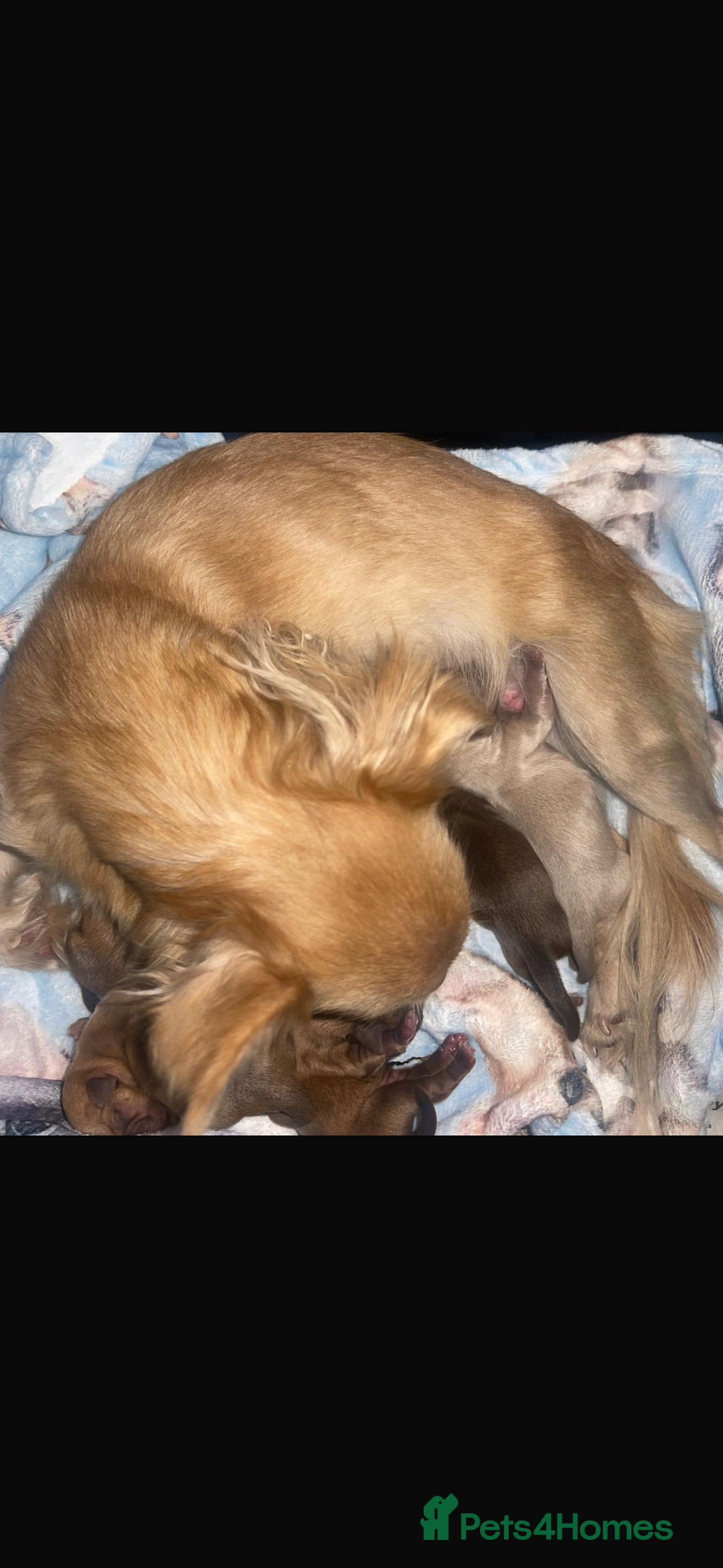 Chihuahua dogs for sale: Kc Reg Long Coat Puppies  - Image 2
