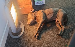 Staffordshire Bull Terrier dogs for stud: Stunning blue staffy for 1st time stud - Image 13