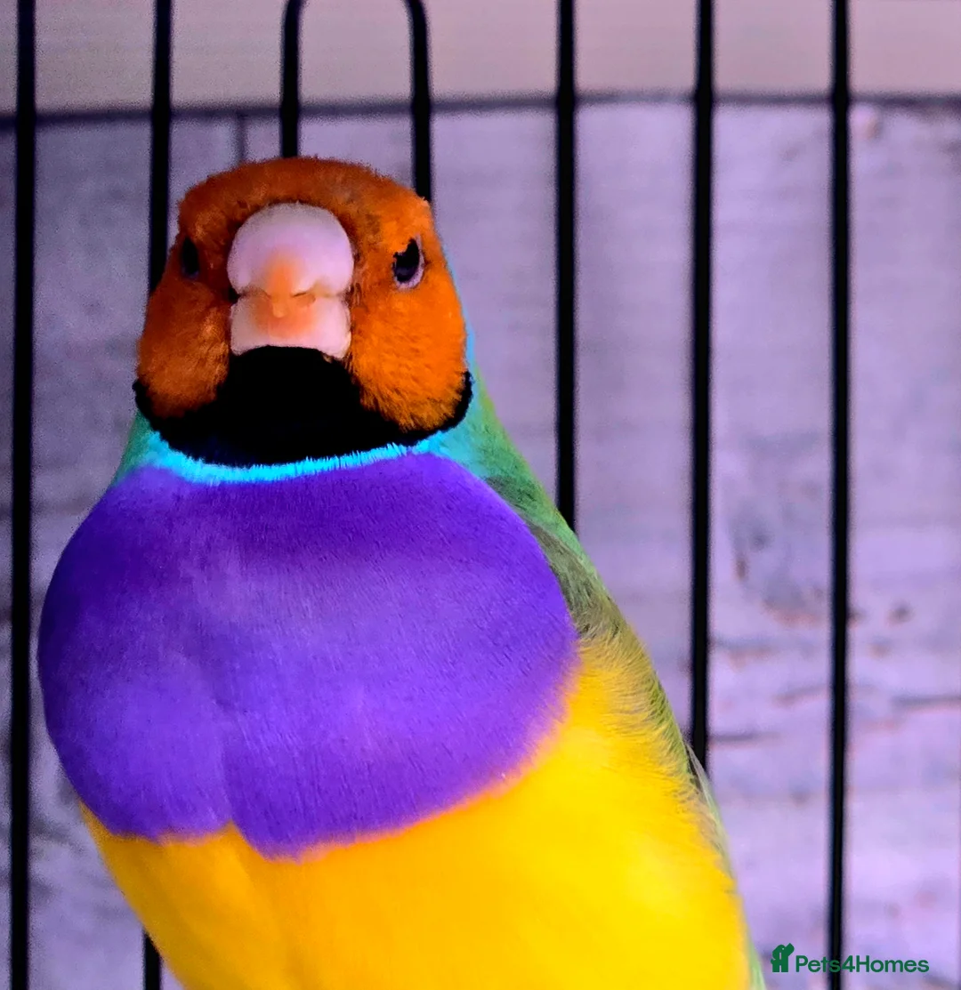 Finches birds for sale: Various senior finches - Advert 1