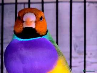 Finches birds Various senior finches - Advert 3